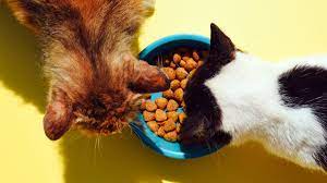 Factors to Consider When Choosing the Best Raw Cat Food Pack 